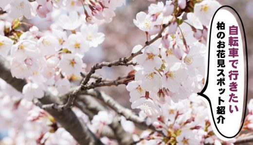 柏のお花見スポット紹介